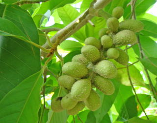 跡見群芳譜(外来植物譜 キンコウボク)